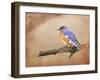 Braving Autumn Bluebird-Jai Johnson-Framed Giclee Print