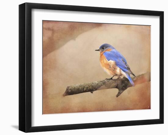 Braving Autumn Bluebird-Jai Johnson-Framed Giclee Print