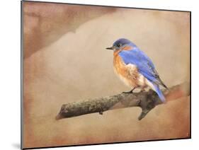 Braving Autumn Bluebird-Jai Johnson-Mounted Giclee Print