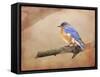 Braving Autumn Bluebird-Jai Johnson-Framed Stretched Canvas