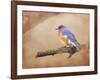Braving Autumn Bluebird-Jai Johnson-Framed Giclee Print