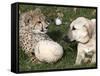 Bravo, a 7-Month-Old Male Cheetah Cub-null-Framed Stretched Canvas
