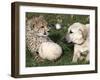 Bravo, a 7-Month-Old Male Cheetah Cub-null-Framed Photographic Print