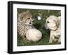 Bravo, a 7-Month-Old Male Cheetah Cub-null-Framed Photographic Print