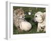 Bravo, a 7-Month-Old Male Cheetah Cub-null-Framed Photographic Print