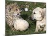 Bravo, a 7-Month-Old Male Cheetah Cub-null-Mounted Photographic Print