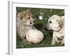 Bravo, a 7-Month-Old Male Cheetah Cub-null-Framed Photographic Print