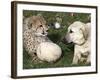 Bravo, a 7-Month-Old Male Cheetah Cub-null-Framed Photographic Print