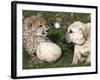 Bravo, a 7-Month-Old Male Cheetah Cub-null-Framed Photographic Print