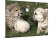 Bravo, a 7-Month-Old Male Cheetah Cub-null-Mounted Photographic Print