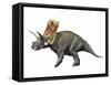 Bravoceratops Polyphemus, Late Cretaceous of Texas-null-Framed Stretched Canvas