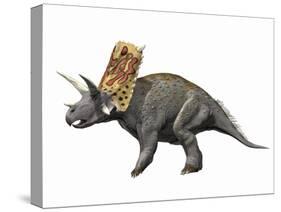 Bravoceratops Polyphemus, Late Cretaceous of Texas-null-Stretched Canvas