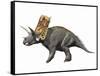 Bravoceratops Polyphemus, Late Cretaceous of Texas-null-Framed Stretched Canvas