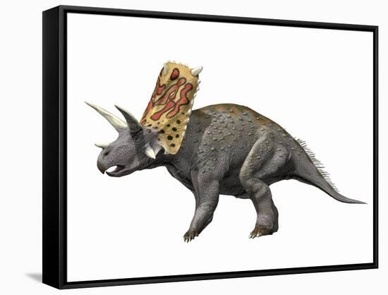 Bravoceratops Polyphemus, Late Cretaceous of Texas-null-Framed Stretched Canvas