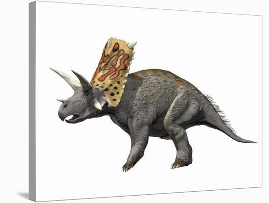 Bravoceratops Polyphemus, Late Cretaceous of Texas-null-Stretched Canvas