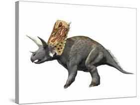 Bravoceratops Polyphemus, Late Cretaceous of Texas-null-Stretched Canvas
