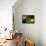 Brazil 2014 - Ghana-null-Framed Stretched Canvas displayed on a wall