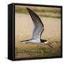 Brazil. A black skimmer in the Pantanal.-Ralph H. Bendjebar-Framed Stretched Canvas