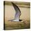 Brazil. A black skimmer in the Pantanal.-Ralph H. Bendjebar-Stretched Canvas