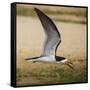 Brazil. A black skimmer in the Pantanal.-Ralph H. Bendjebar-Framed Stretched Canvas