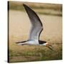 Brazil. A black skimmer in the Pantanal.-Ralph H. Bendjebar-Stretched Canvas