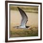 Brazil. A black skimmer in the Pantanal.-Ralph H. Bendjebar-Framed Photographic Print