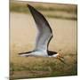 Brazil. A black skimmer in the Pantanal.-Ralph H. Bendjebar-Mounted Photographic Print