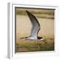 Brazil. A black skimmer in the Pantanal.-Ralph H. Bendjebar-Framed Photographic Print