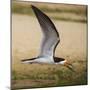 Brazil. A black skimmer in the Pantanal.-Ralph H. Bendjebar-Mounted Photographic Print