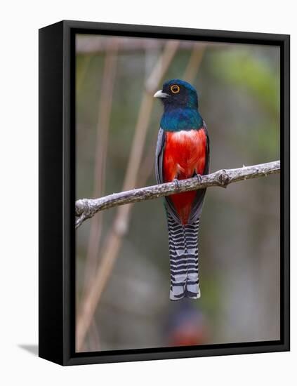 Brazil. A blue-crowned trogon in the Pantanal.-Ralph H^ Bendjebar-Framed Stretched Canvas