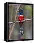 Brazil. A blue-crowned trogon in the Pantanal.-Ralph H^ Bendjebar-Framed Stretched Canvas