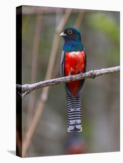 Brazil. A blue-crowned trogon in the Pantanal.-Ralph H^ Bendjebar-Stretched Canvas