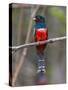 Brazil. A blue-crowned trogon in the Pantanal.-Ralph H^ Bendjebar-Stretched Canvas