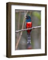 Brazil. A blue-crowned trogon in the Pantanal.-Ralph H^ Bendjebar-Framed Photographic Print