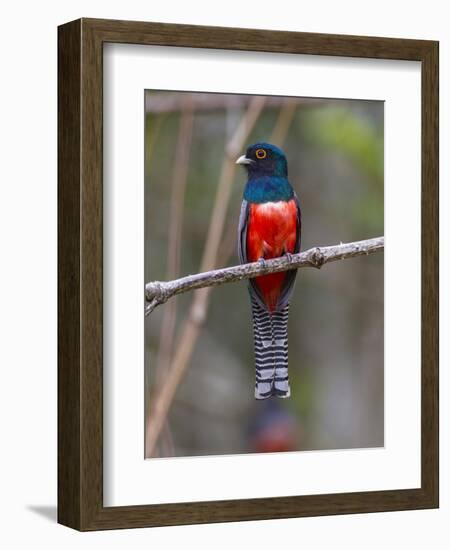 Brazil. A blue-crowned trogon in the Pantanal.-Ralph H^ Bendjebar-Framed Photographic Print