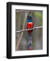 Brazil. A blue-crowned trogon in the Pantanal.-Ralph H^ Bendjebar-Framed Photographic Print