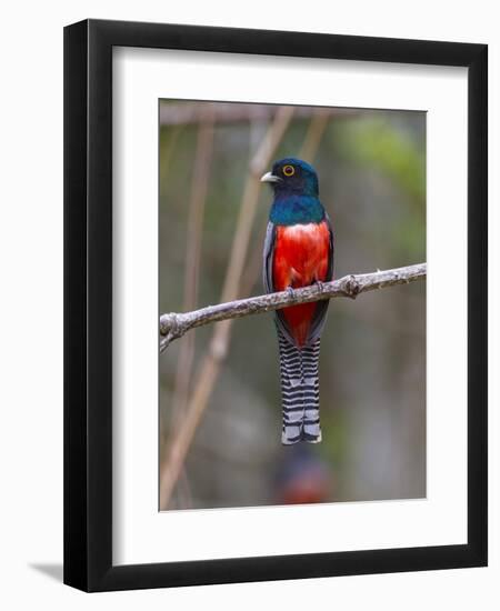 Brazil. A blue-crowned trogon in the Pantanal.-Ralph H^ Bendjebar-Framed Photographic Print