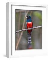 Brazil. A blue-crowned trogon in the Pantanal.-Ralph H^ Bendjebar-Framed Photographic Print