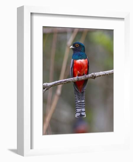 Brazil. A blue-crowned trogon in the Pantanal.-Ralph H^ Bendjebar-Framed Photographic Print