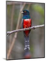 Brazil. A blue-crowned trogon in the Pantanal.-Ralph H^ Bendjebar-Mounted Photographic Print