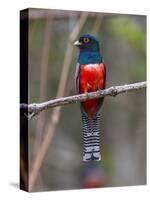 Brazil. A blue-crowned trogon in the Pantanal.-Ralph H^ Bendjebar-Stretched Canvas