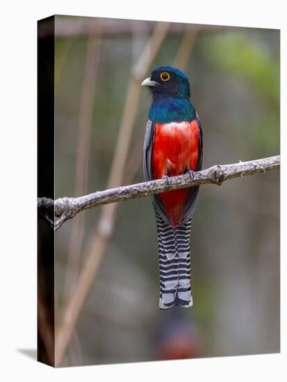 Brazil. A blue-crowned trogon in the Pantanal.-Ralph H^ Bendjebar-Stretched Canvas