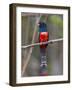 Brazil. A blue-crowned trogon in the Pantanal.-Ralph H^ Bendjebar-Framed Photographic Print