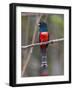 Brazil. A blue-crowned trogon in the Pantanal.-Ralph H^ Bendjebar-Framed Photographic Print