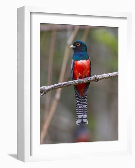 Brazil. A blue-crowned trogon in the Pantanal.-Ralph H^ Bendjebar-Framed Photographic Print