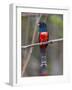 Brazil. A blue-crowned trogon in the Pantanal.-Ralph H^ Bendjebar-Framed Photographic Print