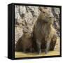 Brazil. A capybara with its young in the Pantanal.-Ralph H. Bendjebar-Framed Stretched Canvas