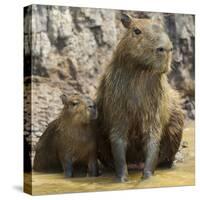 Brazil. A capybara with its young in the Pantanal.-Ralph H. Bendjebar-Stretched Canvas