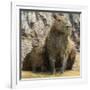 Brazil. A capybara with its young in the Pantanal.-Ralph H. Bendjebar-Framed Photographic Print