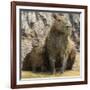 Brazil. A capybara with its young in the Pantanal.-Ralph H. Bendjebar-Framed Photographic Print